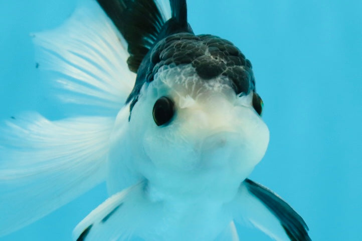 A Grade Nugget SO CUTE Panda Button Eyes Oranda Male 4.5 inches #010325OR_15