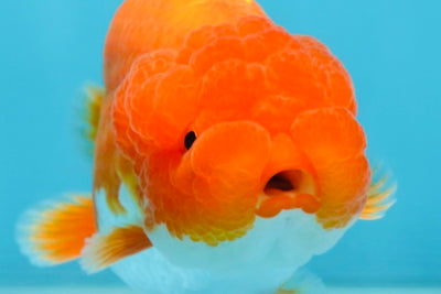 AAA Grade Young Red White LionQueen 4 inches #101025LC_08