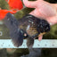 AAA Grade Black Oranda Male 6.5 inches #102326OR_08