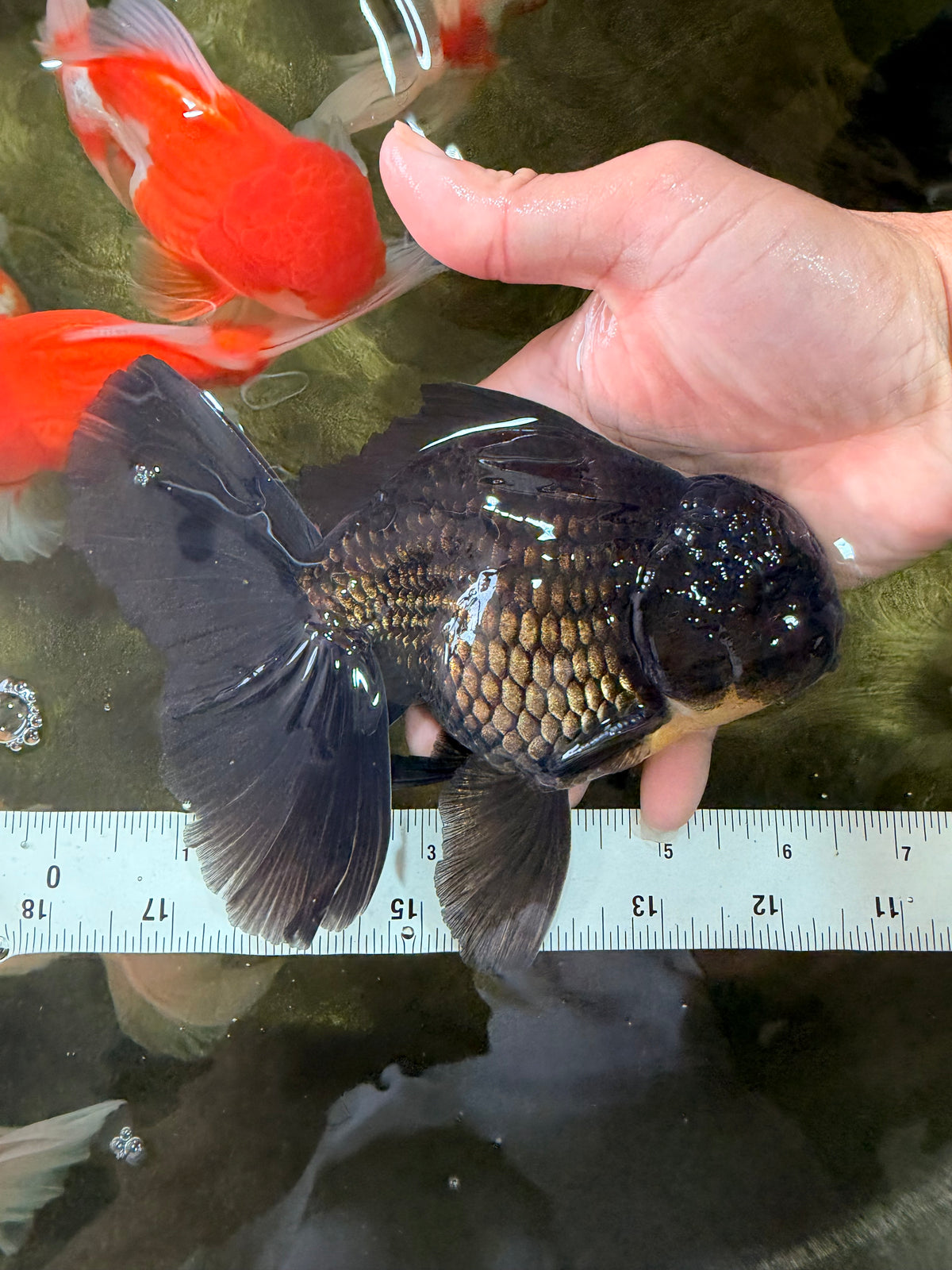 AAA Grade Black Oranda Male 6.5 inches #102326OR_08