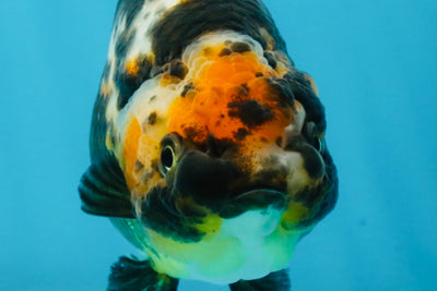 CHUBBY A Grade Calico Chinese Ranchu Female 5 inches #121225RC_06