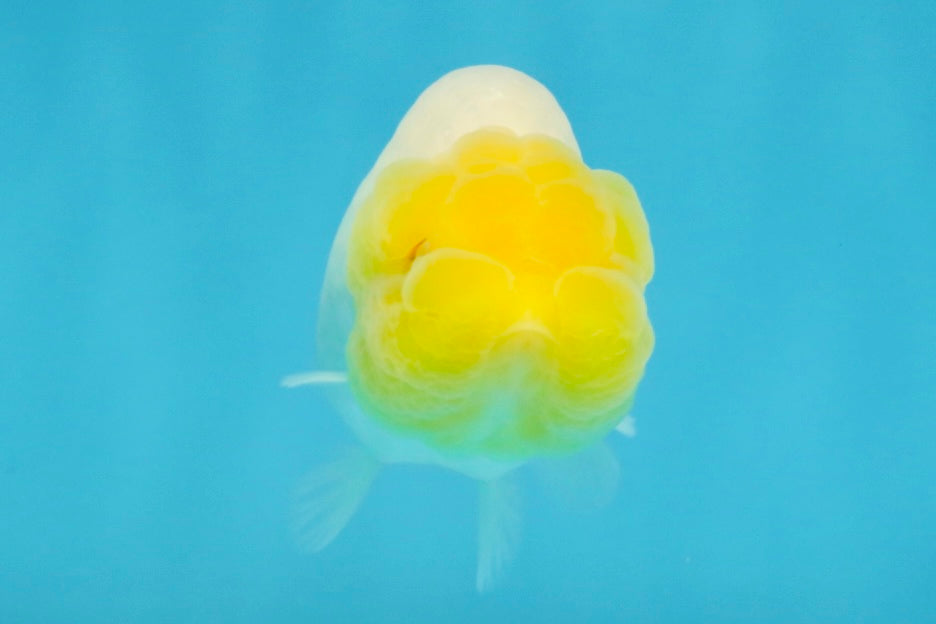 White Lionchu Female 3.5 inches #121225LC_13