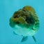 Black Copper Lionchu Female 4 inches #081426LC_26