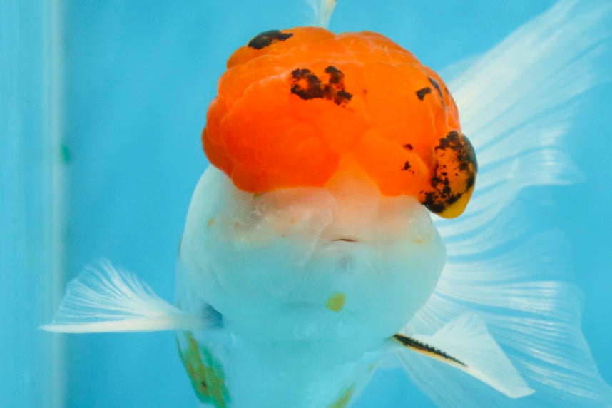 A Grade Tricolor Oranda Male 5.5 inches #062725OR_18