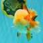 AAA Grade Red White Jade Head Oranda Male 5.5-6 inches #071026OR_29