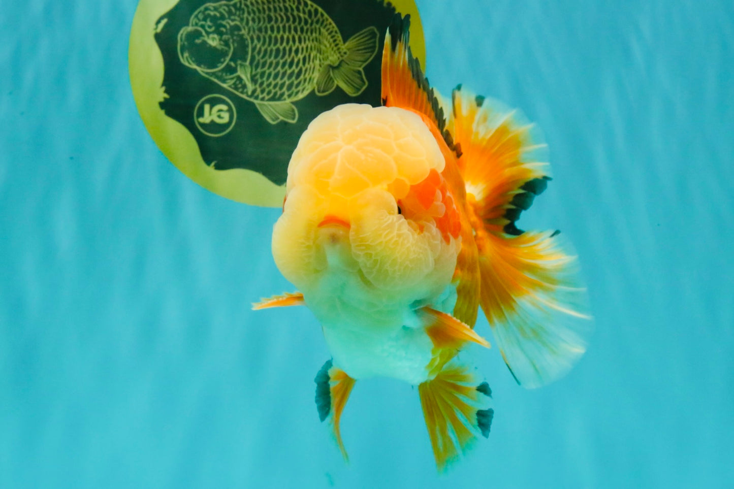 AAA Grade Red White Jade Head Oranda Male 5.5-6 inches #071026OR_29