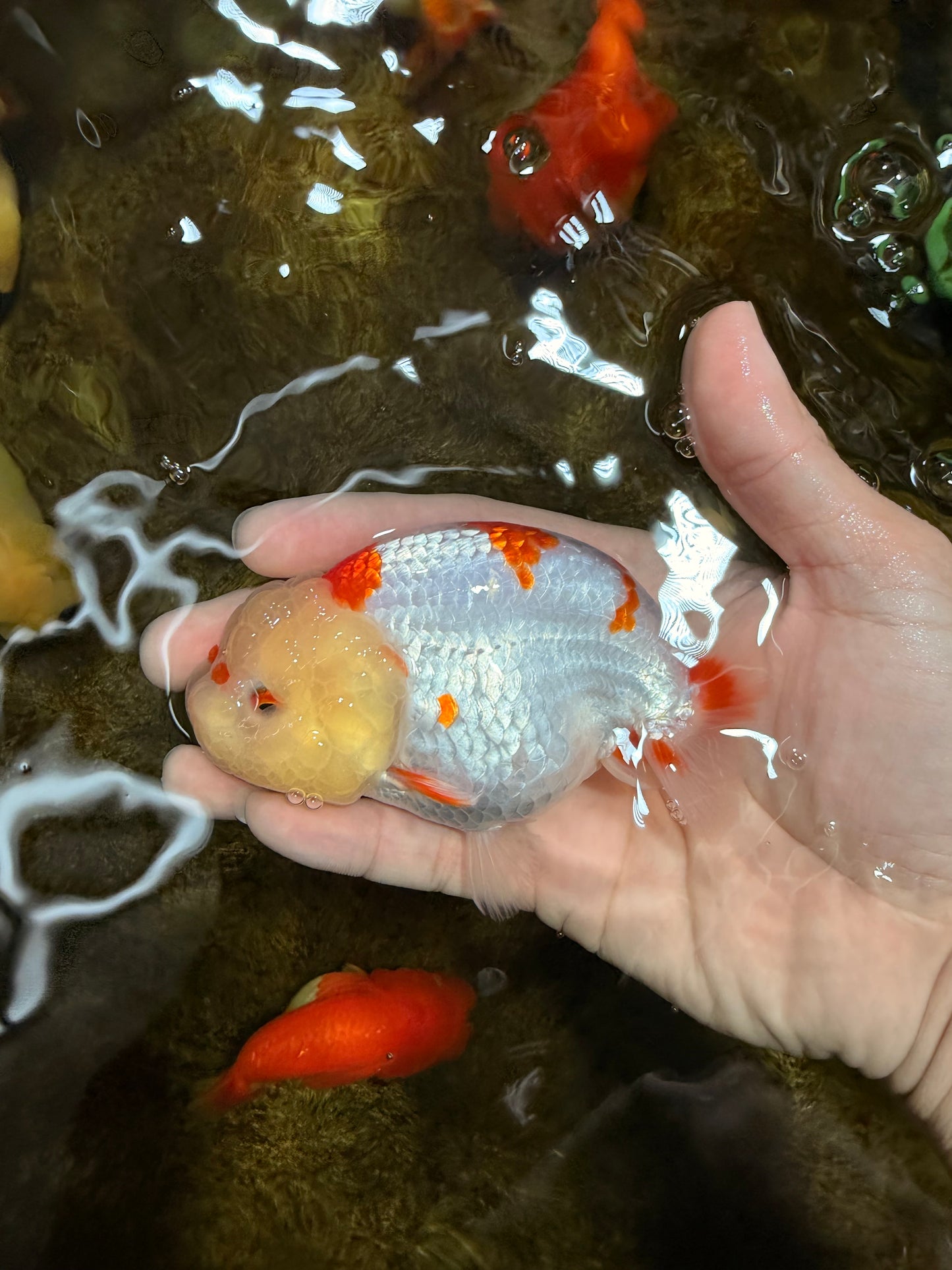 AAA Grade Pompom Kohaku LionQueen 4-4.5 inches #103125LC_19