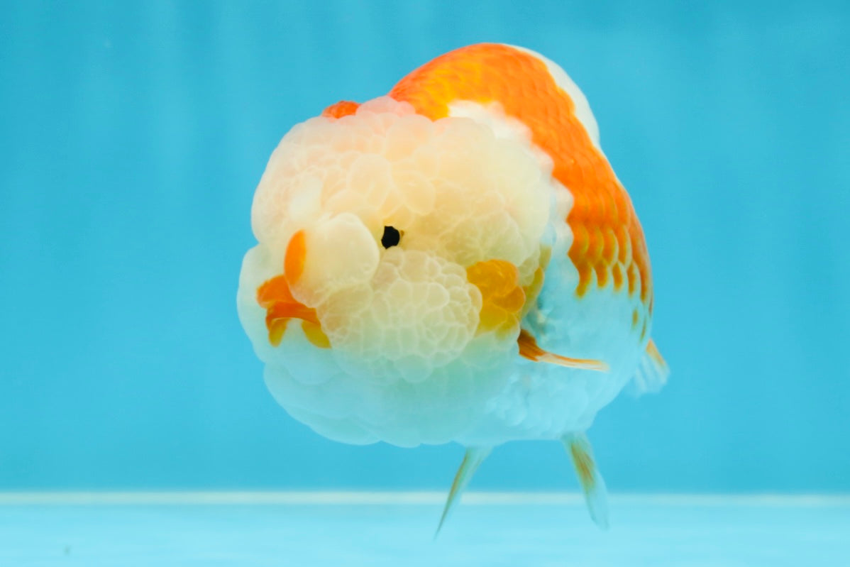 Special A Grade Chonky Kohaku LionQueen 4.5 inches #050225LC_16