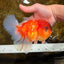 A Grade Sakura Oranda Male 6-6.5 inches #121925OR_11