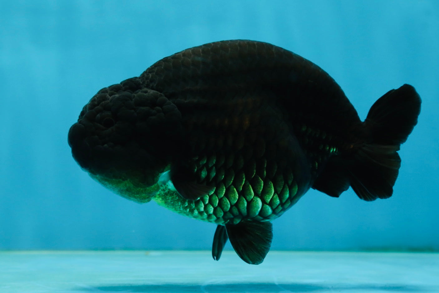 AAA Grade Black LionQueen 5 inches #062725LC_05