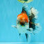 CHUNKY AAA Grade Kirin Calico Oranda Male 6.5 inches #041026OR_02