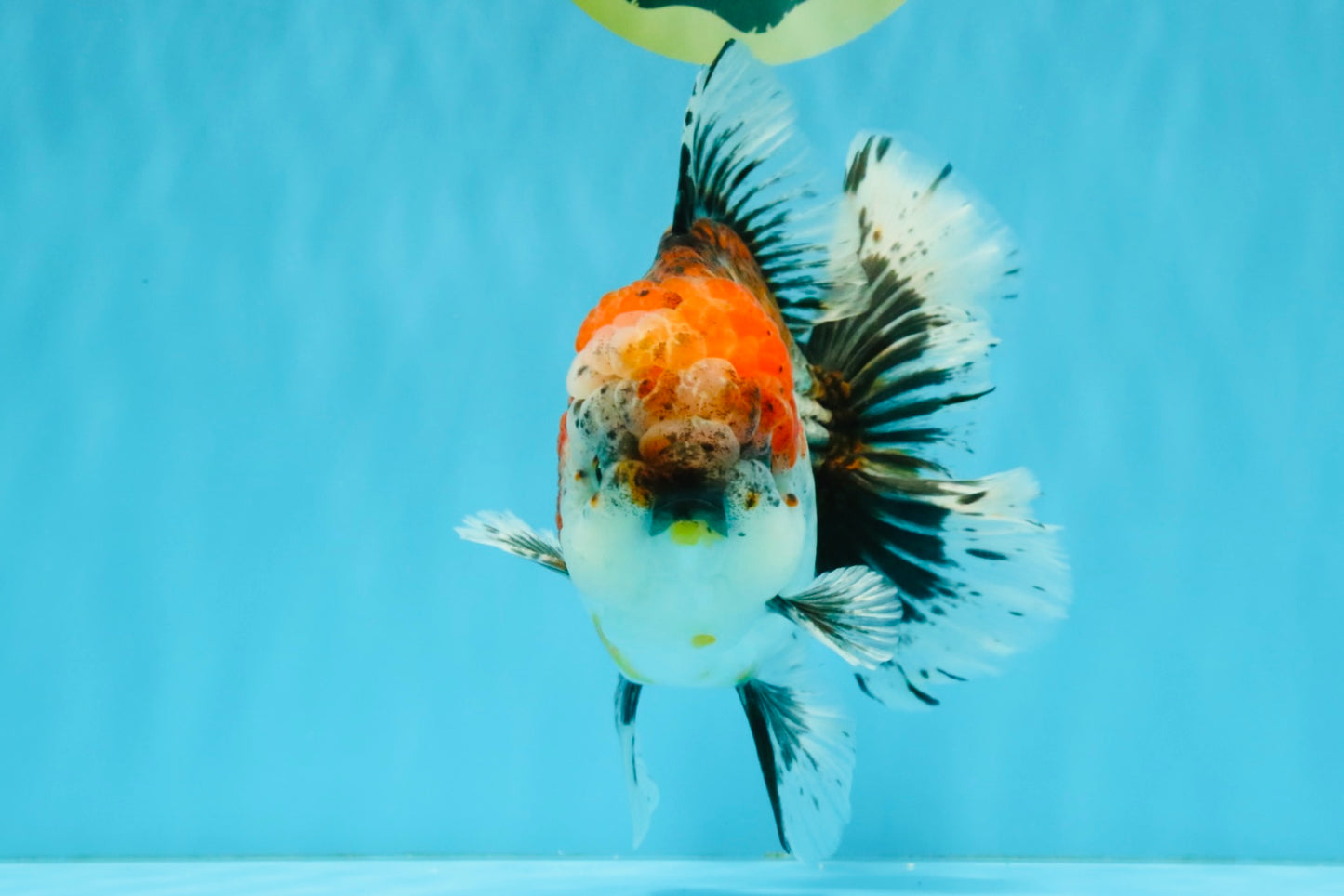 CHUNKY AAA Grade Kirin Calico Oranda Male 6.5 inches #041026OR_02