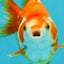 A Grade Red White Ryukin Female 3.5-4 inches #041726RK_02