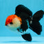 A Grade Tricolor Oranda Male 4.5 inches #0830OR_24