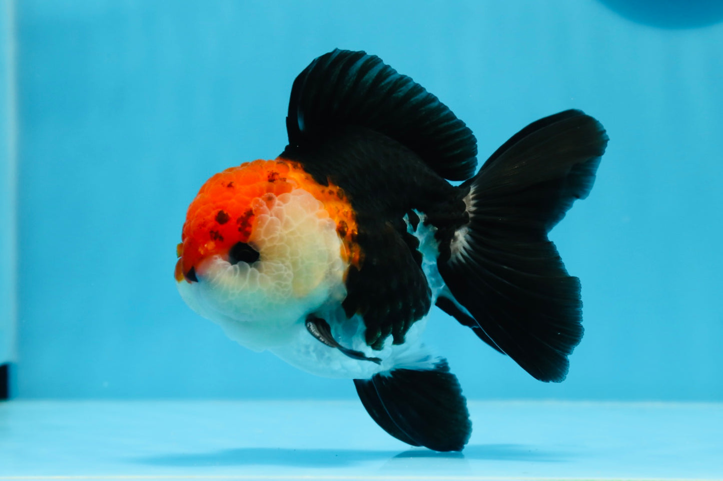 A Grade Tricolor Oranda Male 4.5 inches #0830OR_24