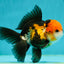 A Grade Tricolor Black Nose Oranda Male 5 inches #111524OR_22