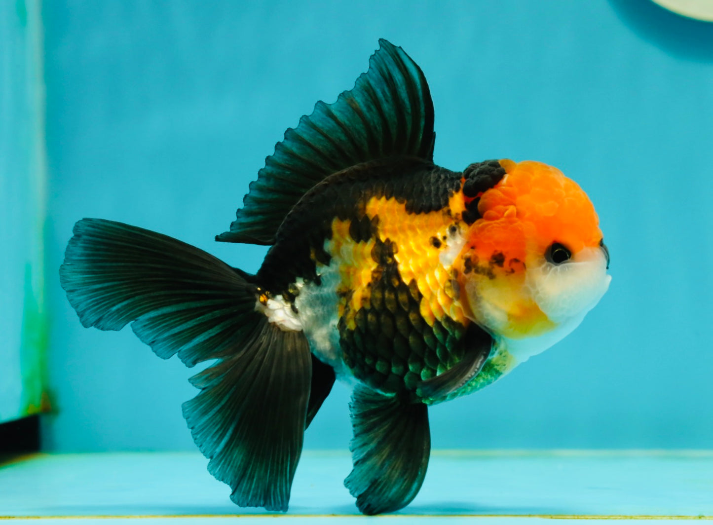 A Grade Tricolor Black Nose Oranda Male 5 inches #111524OR_22