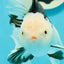 A Grade Royal Tricolor Oranda Male 5.5 inches #110124OR_20