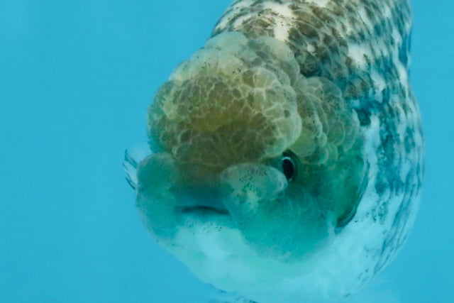 A Grade White Tiger LionKing 4.5 inches #103125LC_13