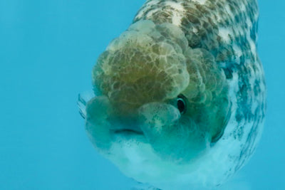 A Grade White Tiger LionKing 4.5 inches #103125LC_13