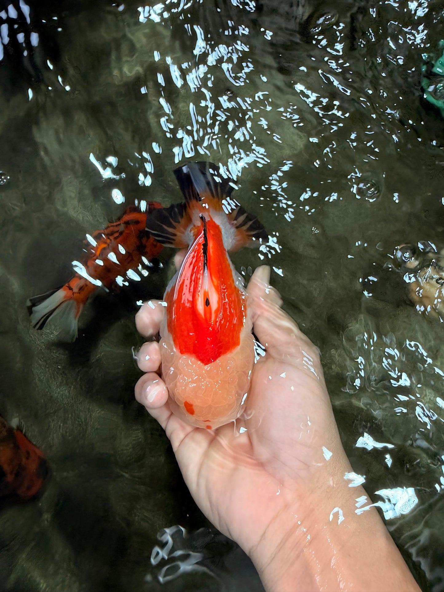 AAA Grade Tricolor Yuanbao Male 5 inches #072426YB_26