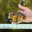A Grade Strong Body Structure Tiger Ranchu Female 5 inches #061926RC_10