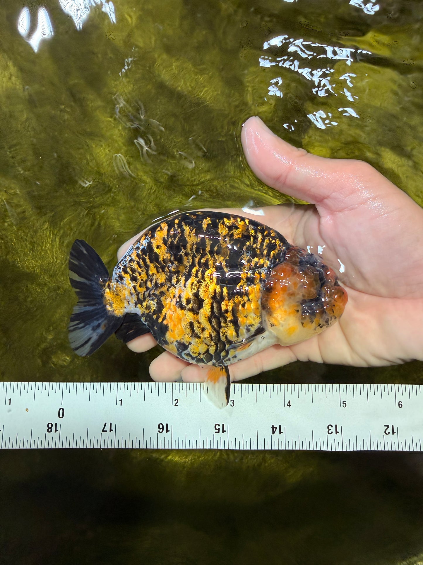 A Grade Strong Body Structure Tiger Ranchu Female 5 inches #061926RC_10