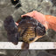GODZILLA AAA Grade Black Oranda Male 6.5-7 inches #073126OR_01