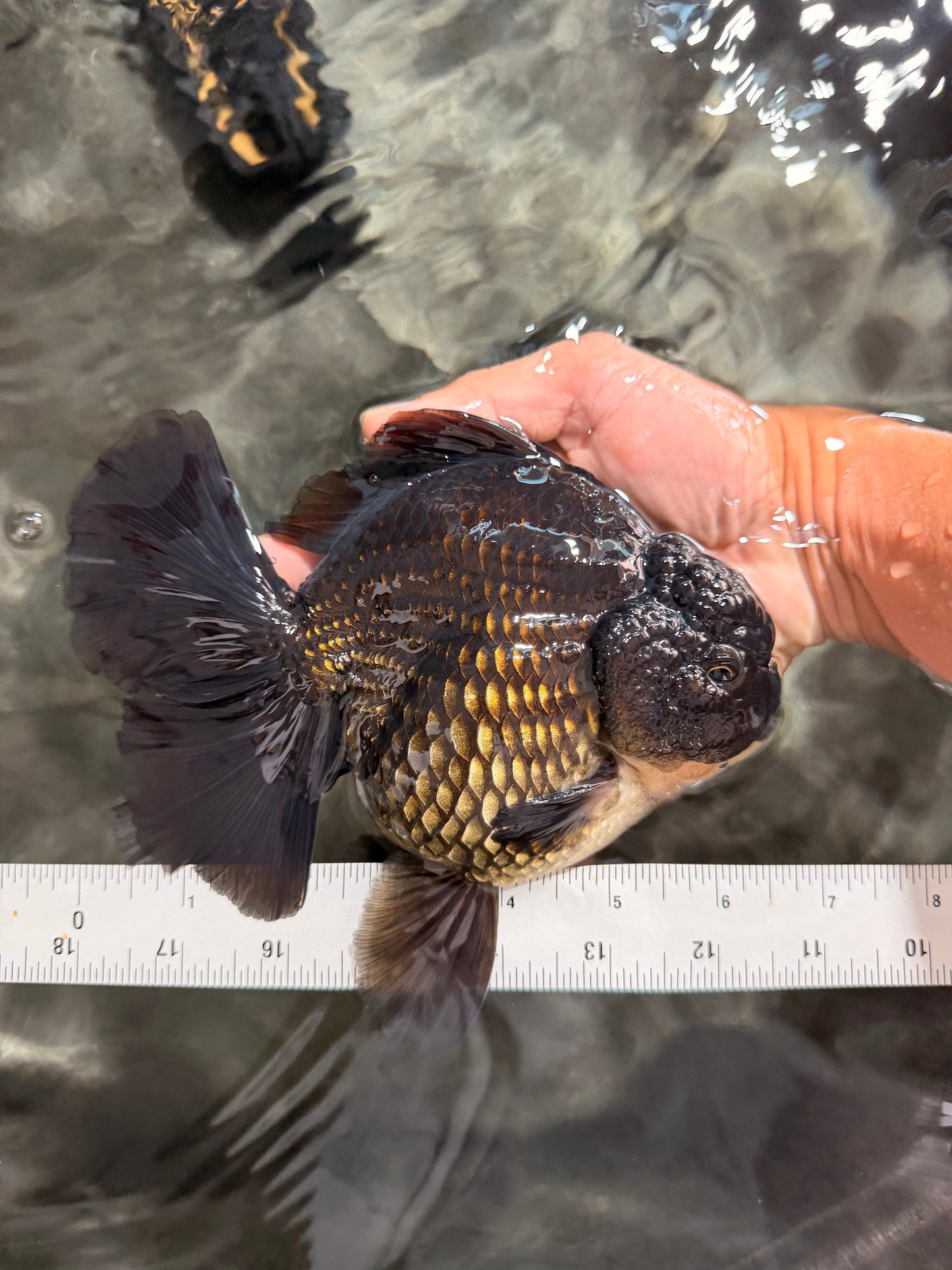 GODZILLA AAA Grade Black Oranda Male 6.5-7 inches #073126OR_01