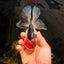 A Grade Tricolor Oranda Male 5 inches #041726OR_14