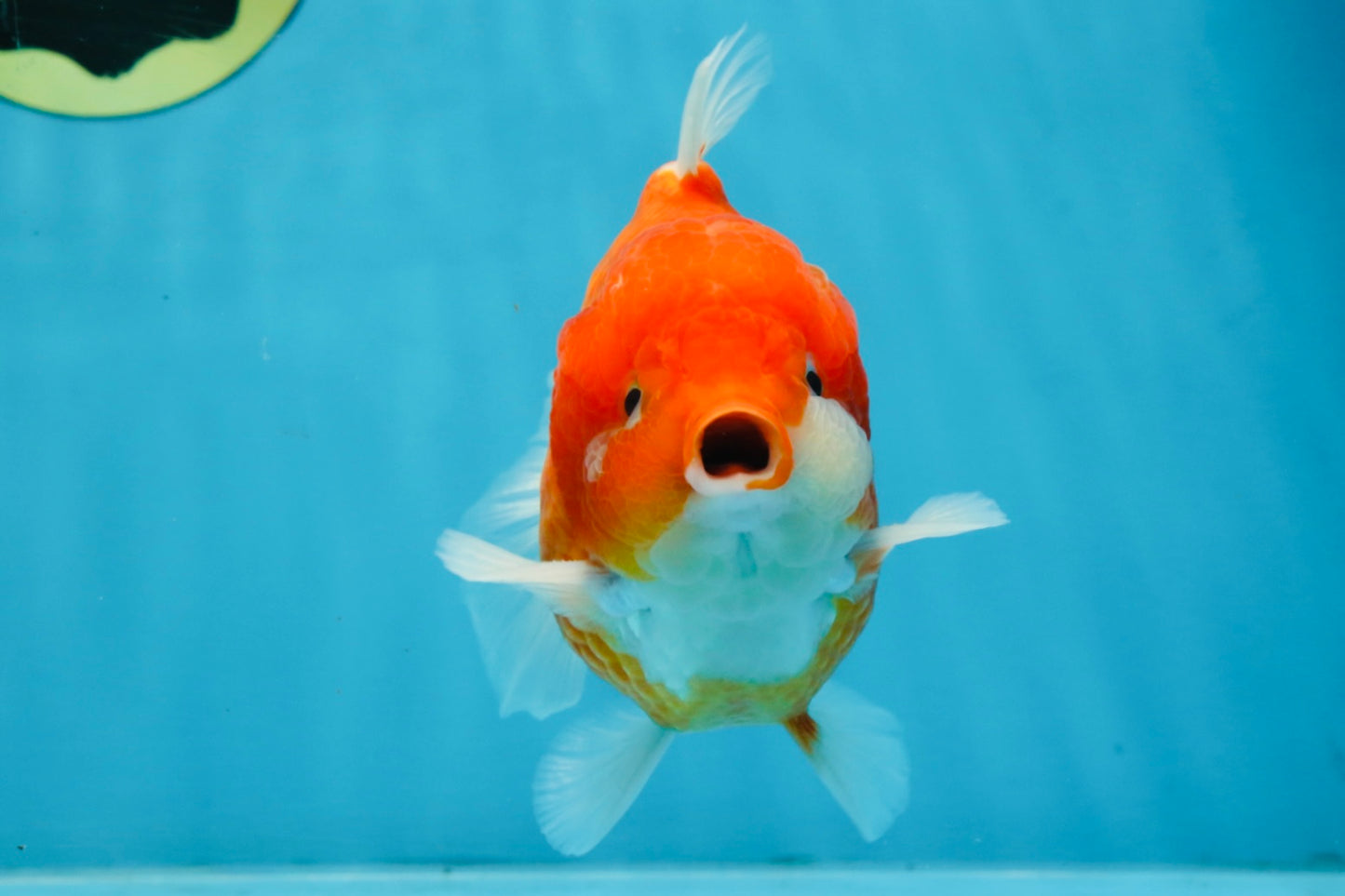 A Grade Red Sakura Yuanbao Male 4.5 inches #103125YB_30