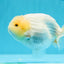 Lemonhead Snow Sakura Lionchu Male 4.5 inches #0510LC_29