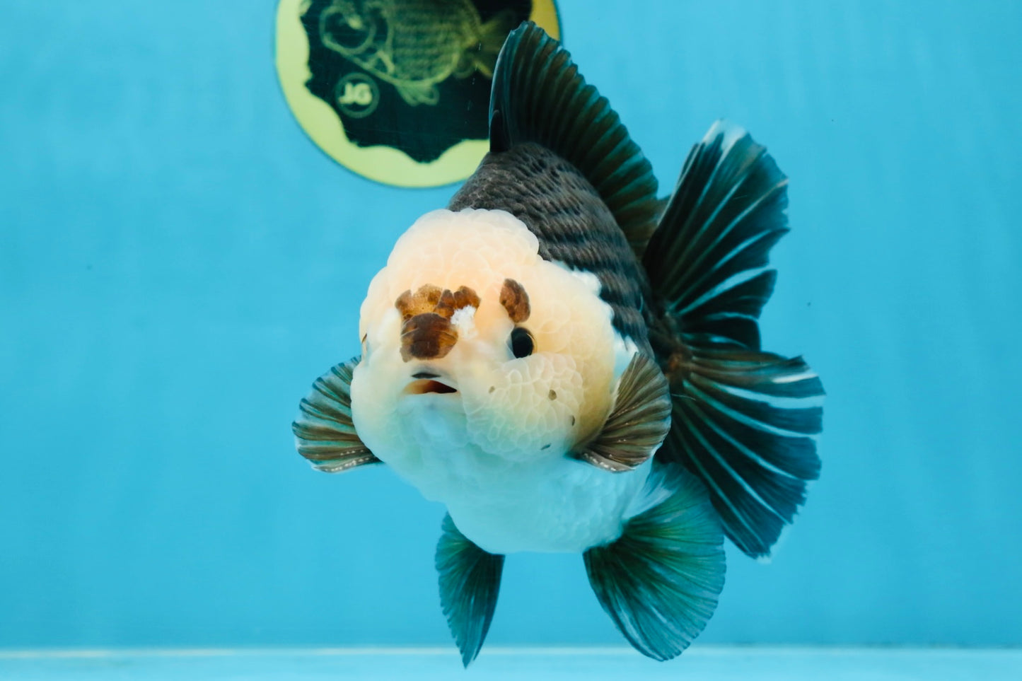 AAA Grade CHONKY Panda Button Eyes Yuanbao Male 6-6.5 inches #100325YB_01