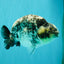 A Grade Tiger Ranchu Male 5.5 inches #080726RC_31