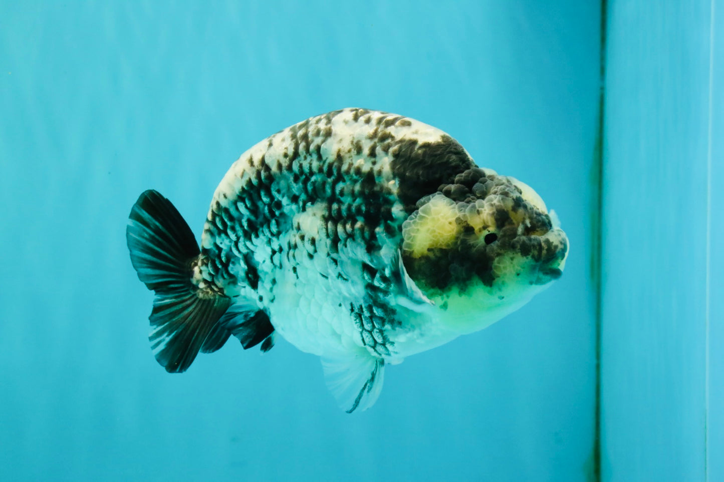 A Grade Tiger Ranchu Male 5.5 inches #080726RC_31