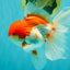 A Grade Red White Oranda Male 5.5 inches #102326OR_17