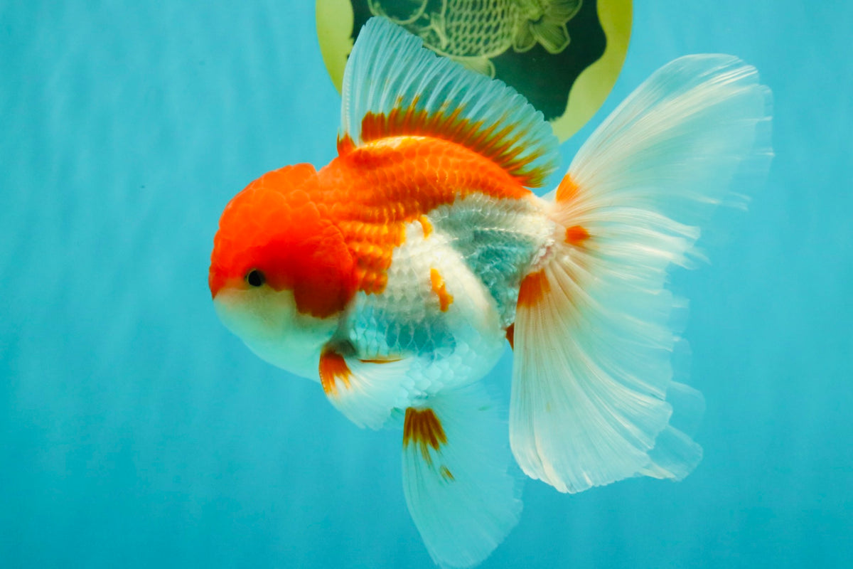 A Grade Red White Oranda Male 5.5 inches #102326OR_17