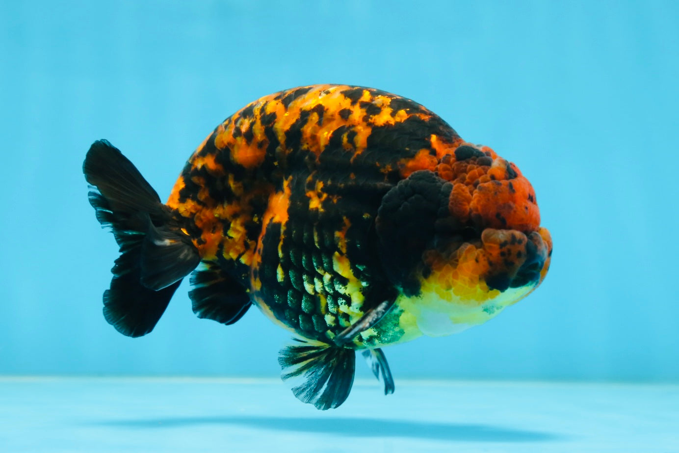 AAA Grade Tiger LionKing 5 inches #081525LC_02