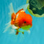 AAA Grade Red White Oranda Male 5.5 inches #072426OR_12