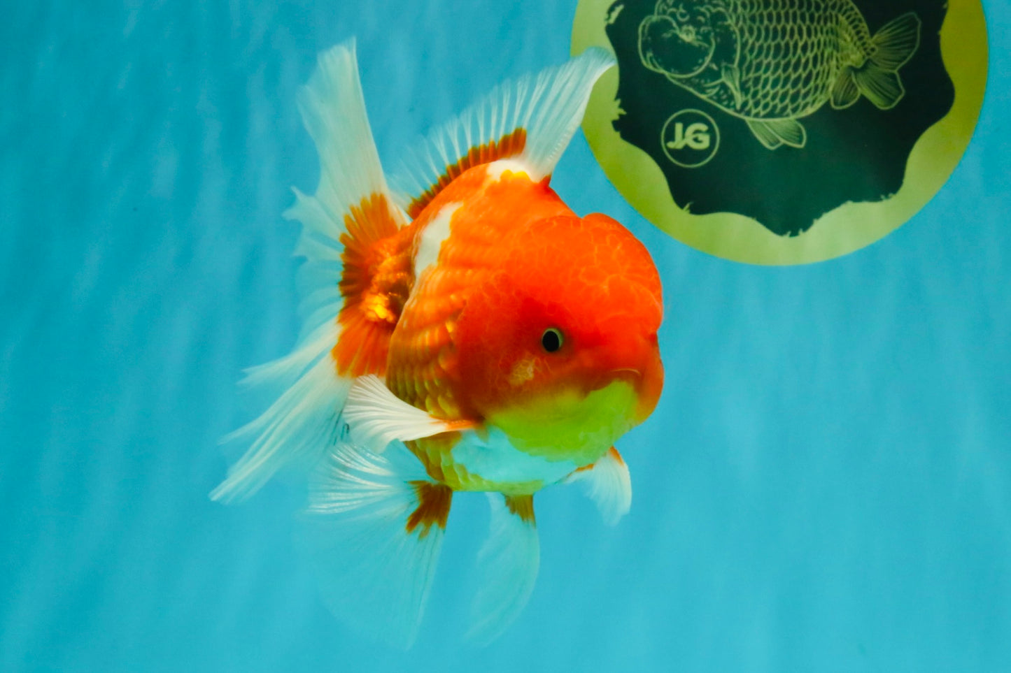 AAA Grade Red White Oranda Male 5.5 inches #072426OR_12