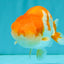 A Grade Red White LionKing 4.5 inches #081426LC_20