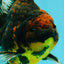 CHUNKY AAA Grade Tiger Oranda Male 6.5-7 inches #072426OR_01