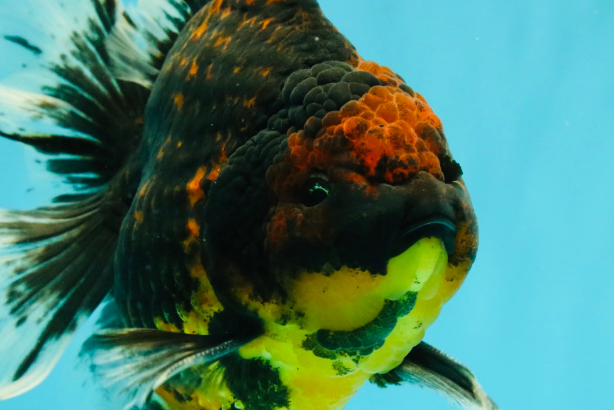 CHUNKY AAA Grade Tiger Oranda Male 6.5-7 inches #072426OR_01