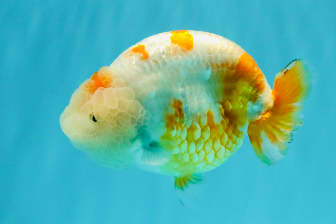 BEAUTY Sakura Chinese Ranchu Male 5-5.5 inches #032026RC_31