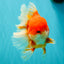 ANGER AAA Grade Broadtail Red White Oranda Male 7 inches #071026OR_05