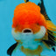 A Grade Tricolor Oranda Female 4.5 inches #0906OR_24