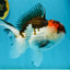 Tricolor Oranda Male 4.5-5 inches #121324OR_21