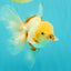 A Grade Lipstick Red White Oranda Male 5.5-6 inches #102326OR_14