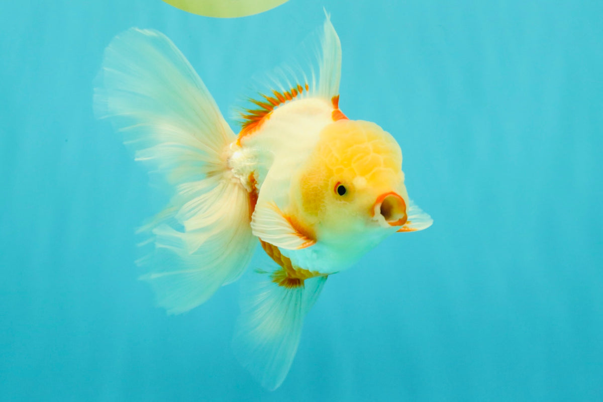A Grade Lipstick Red White Oranda Male 5.5-6 inches #102326OR_14