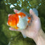 AAA Grade Godzilla Kohaku Sakura Oranda Male 5-5.5 inches #050925OR_56